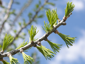 New growth on a Larch