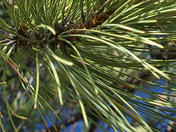 Ponderosa Pine needles in groups of 3