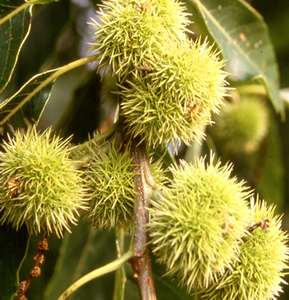 Developing fruit of the Horse-chestnut