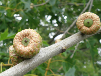 Developing fruit of the Pin Oak