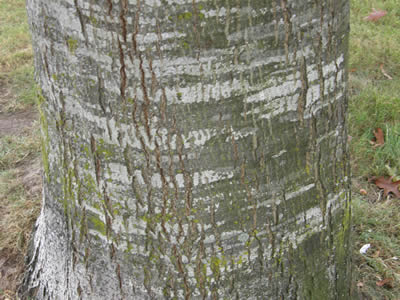 Pin Oak bark