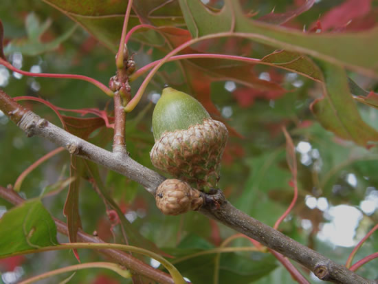 Developing Pin Oak acorn