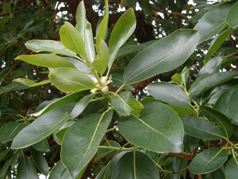 Arbutus leaves