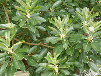 Arbutus leaves