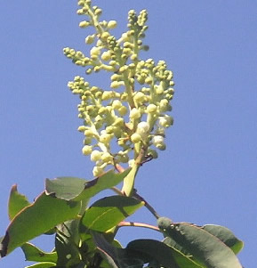Arbutus flower