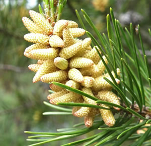 Beach Pine male pollen cones