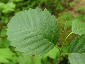 Red Alder leaf