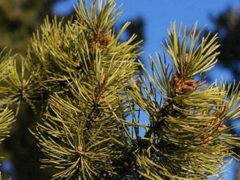 Lodgepole Pine needles