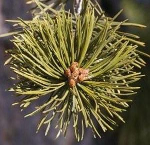 Lodgepole Pine needles with male pollen cone