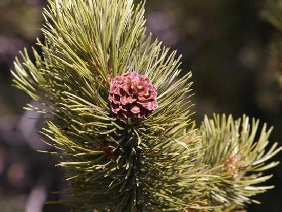 Lodgepole Pine pinecone