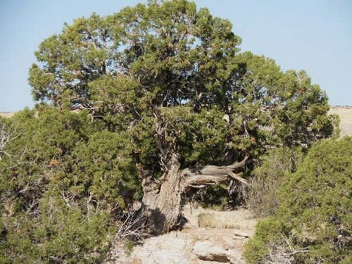 Utah Juniper tree