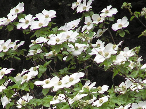 Pacific Dogwood flowers