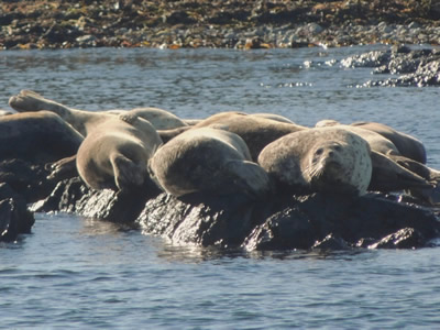 Pacific Harbour Seals