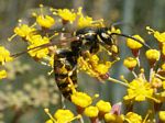Yellow Jacket Wasp, worker