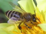 Honey Bee, worker
