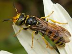 Weevil Wasp 