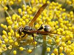 Tropical Paper Wasp 
