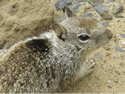 The California Ground Squirrel