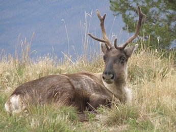 Caribou