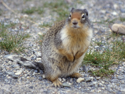 Columbian Ground Squirrel