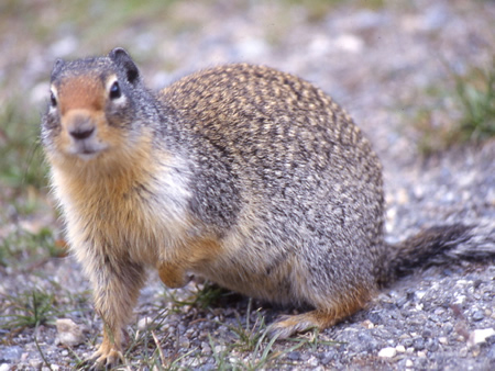 Columbian Ground Squirrel