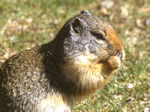 The Columbian Ground Squirrel