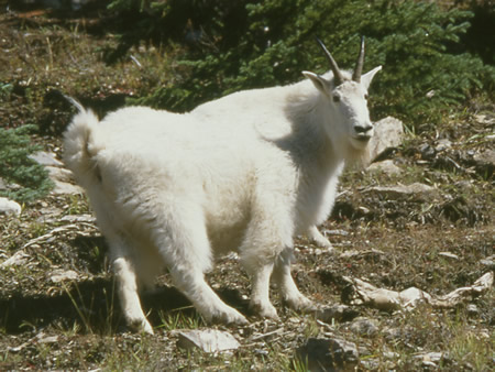 Mountain Goat with its splendid coat.