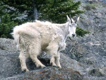 A Mountain Goat on a rocky cliff.