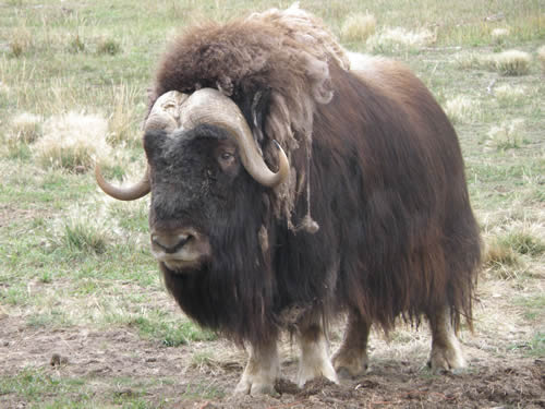 Muskox 