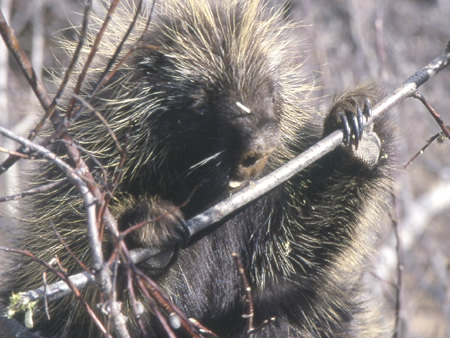 North American Porcupine chewing a twig.