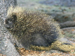 The Common Porcupine