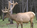 The Elk