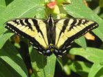 Butterflies Crossword