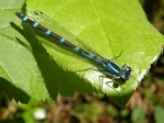 Dragonflies and Damselflies Crossword